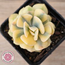 Load image into Gallery viewer, Echeveria 'Cubic Frost' Variegated
