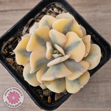 Load image into Gallery viewer, Echeveria 'Cubic Frost' Variegated