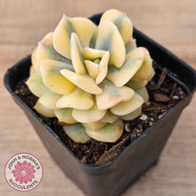 Load image into Gallery viewer, Echeveria 'Cubic Frost' Variegated