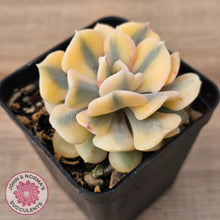 Load image into Gallery viewer, Echeveria 'Cubic Frost' Variegated