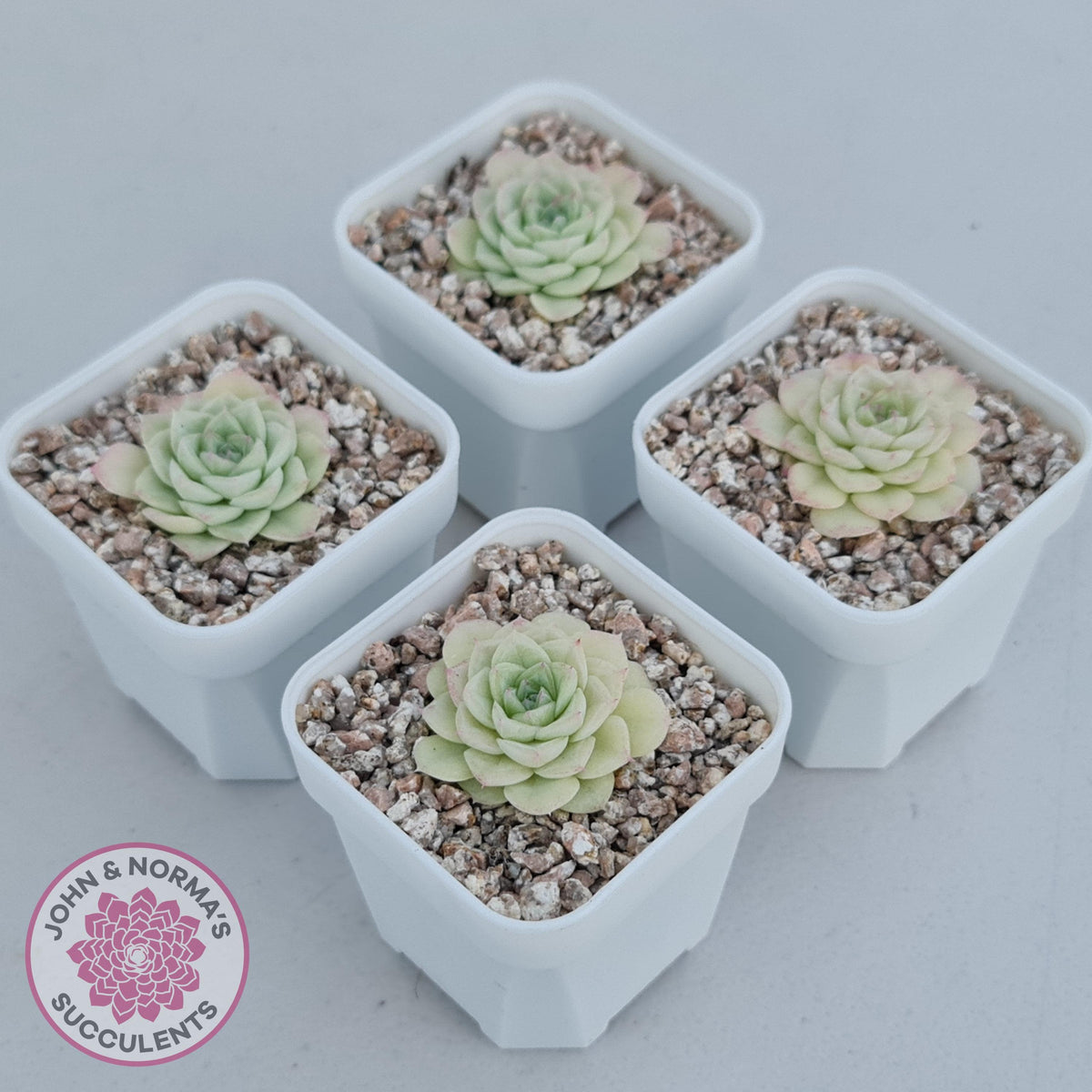 Echeveria 'White Swan' (clumps)