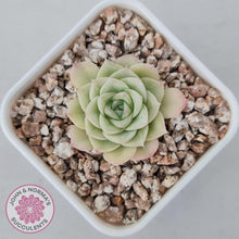 Load image into Gallery viewer, Echeveria 'White Swan' (clumps)