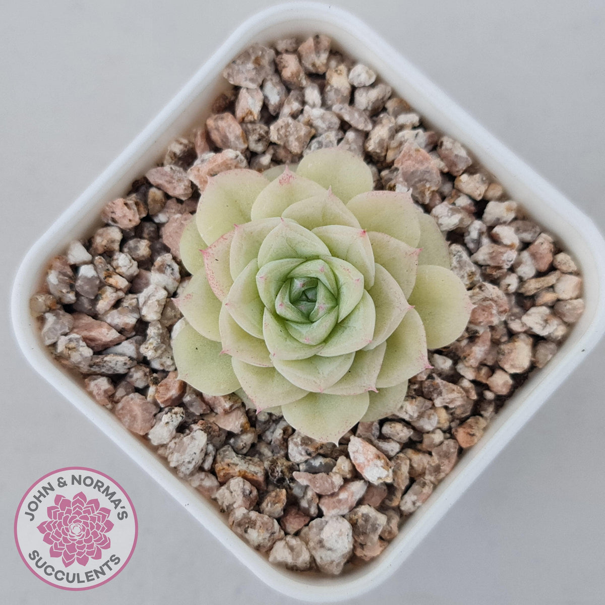 Echeveria 'White Swan' (clumps)