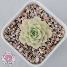 Load image into Gallery viewer, Echeveria 'White Swan' (sml) - John & Norma's Succulents Australia