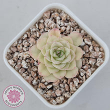 Load image into Gallery viewer, Echeveria 'White Swan' (clumps)