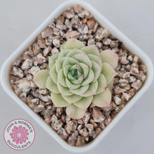 Load image into Gallery viewer, Echeveria 'White Swan' (sml) - John & Norma's Succulents Australia