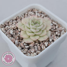 Load image into Gallery viewer, Echeveria 'White Swan' (clumps)
