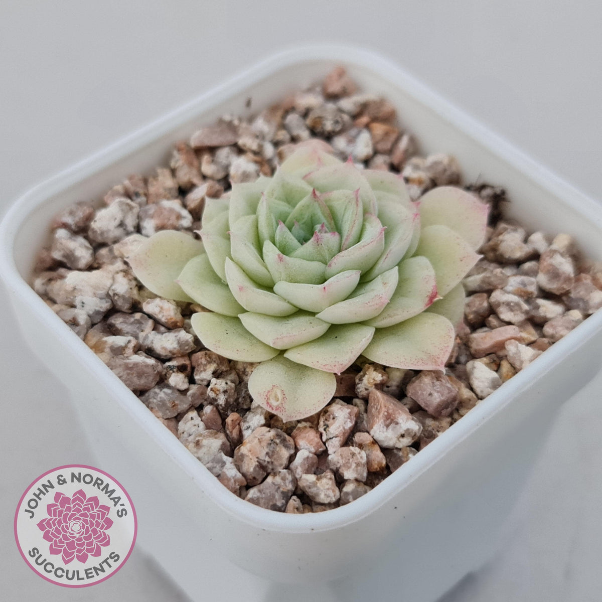 Echeveria 'White Swan' (clumps)
