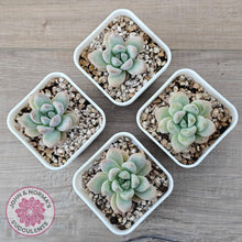 Load image into Gallery viewer, Echeveria 'Star Snow' - John & Norma's Succulents Australia