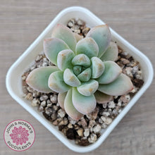 Load image into Gallery viewer, Echeveria 'Star Snow' - John & Norma's Succulents Australia