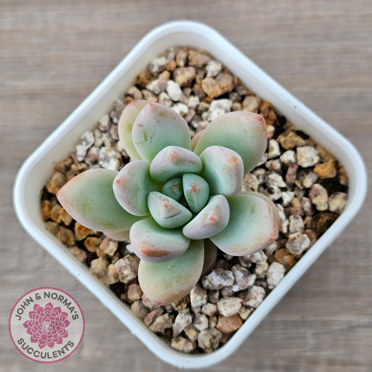 Echeveria 'Star Snow'