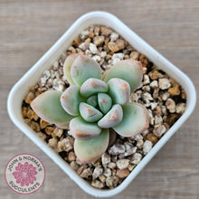 Load image into Gallery viewer, Echeveria 'Star Snow' - John & Norma's Succulents Australia