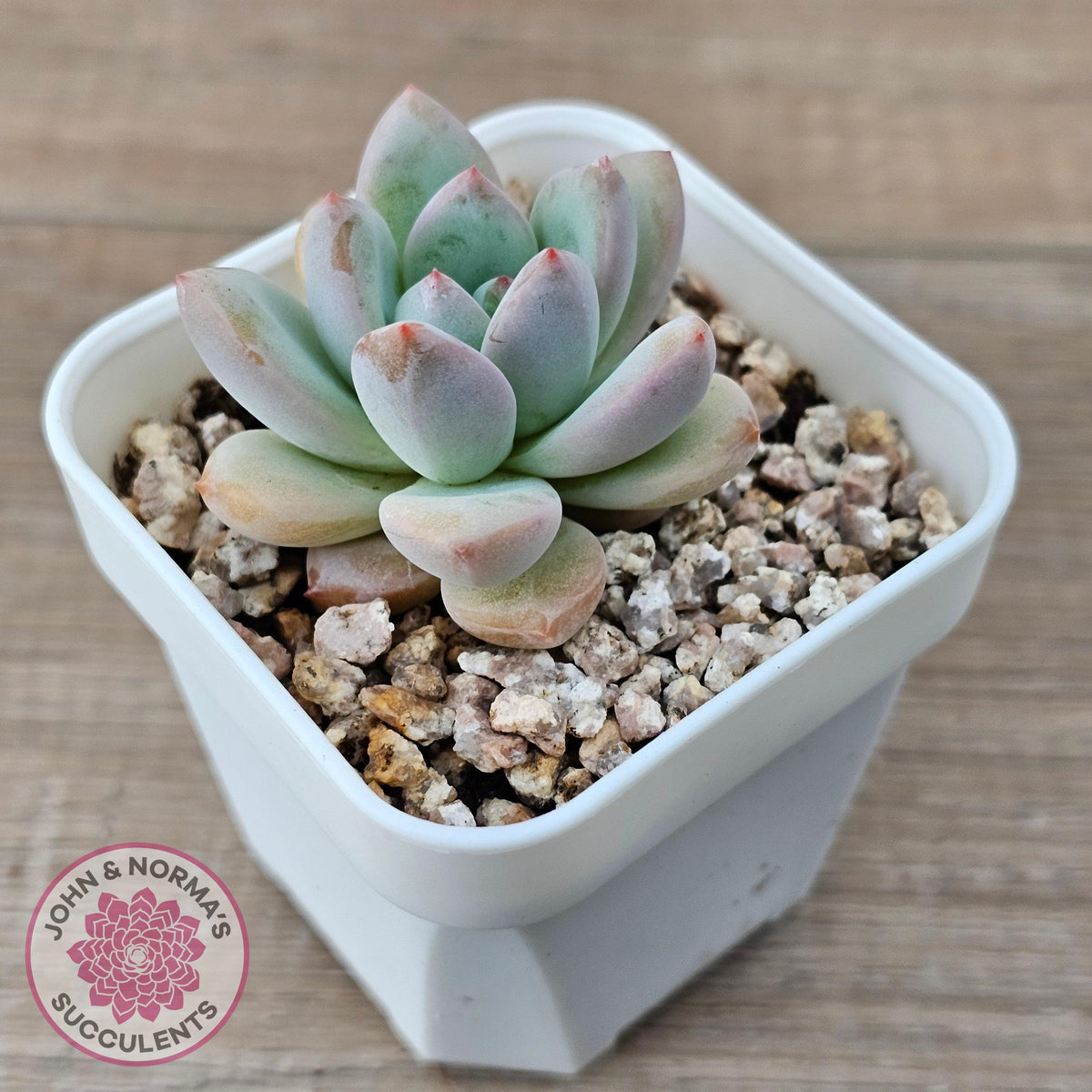 Echeveria 'Star Snow'