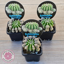Load image into Gallery viewer, Echinopsis scoullar