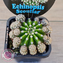 Load image into Gallery viewer, Echinopsis scoullar