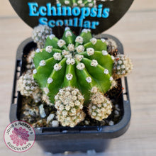 Load image into Gallery viewer, Echinopsis scoullar