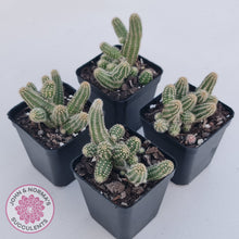 Load image into Gallery viewer, Echinopsis chamaecereus