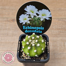 Load image into Gallery viewer, Echinopsis denudata