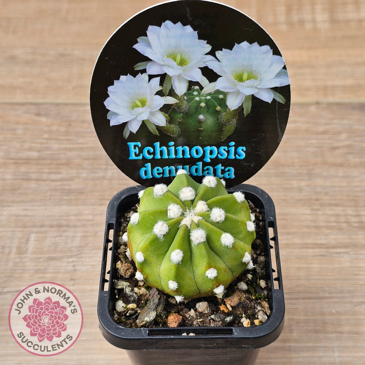 Echinopsis denudata