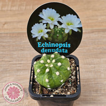 Load image into Gallery viewer, Echinopsis denudata