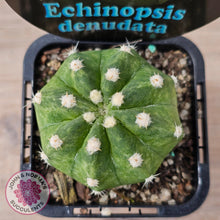 Load image into Gallery viewer, Echinopsis denudata