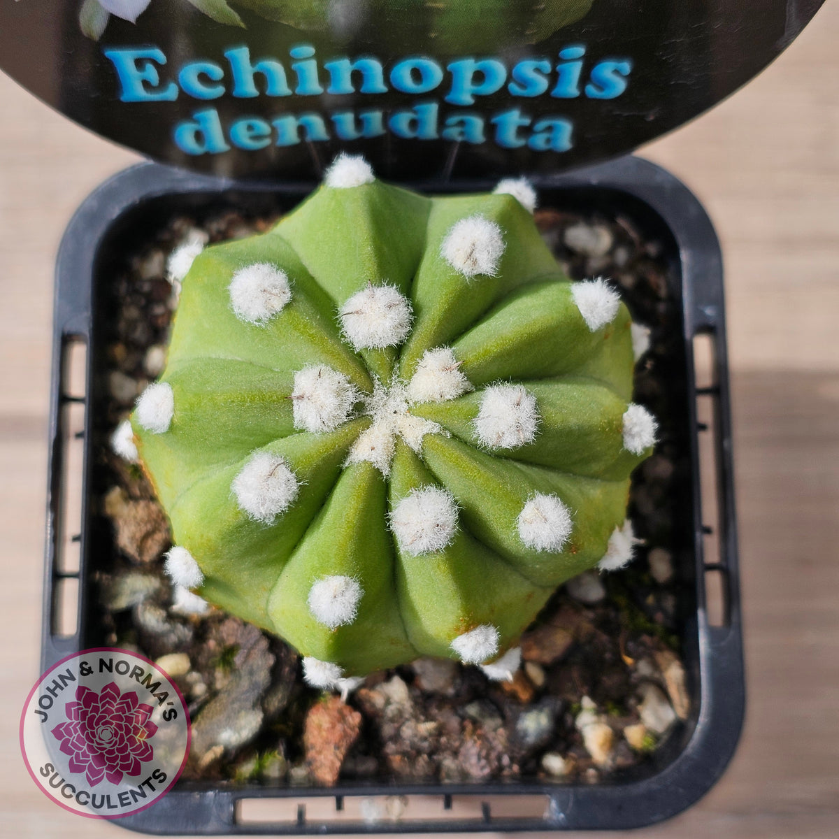 Echinopsis denudata