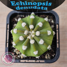 Load image into Gallery viewer, Echinopsis denudata