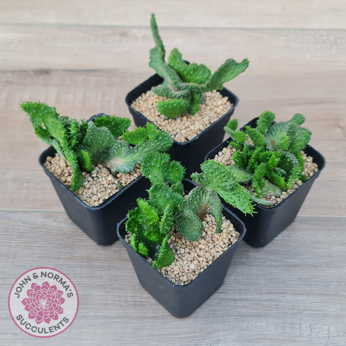 Euphorbia Flanaganii Crest