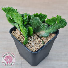 Load image into Gallery viewer, Euphorbia Flanaganii Crest