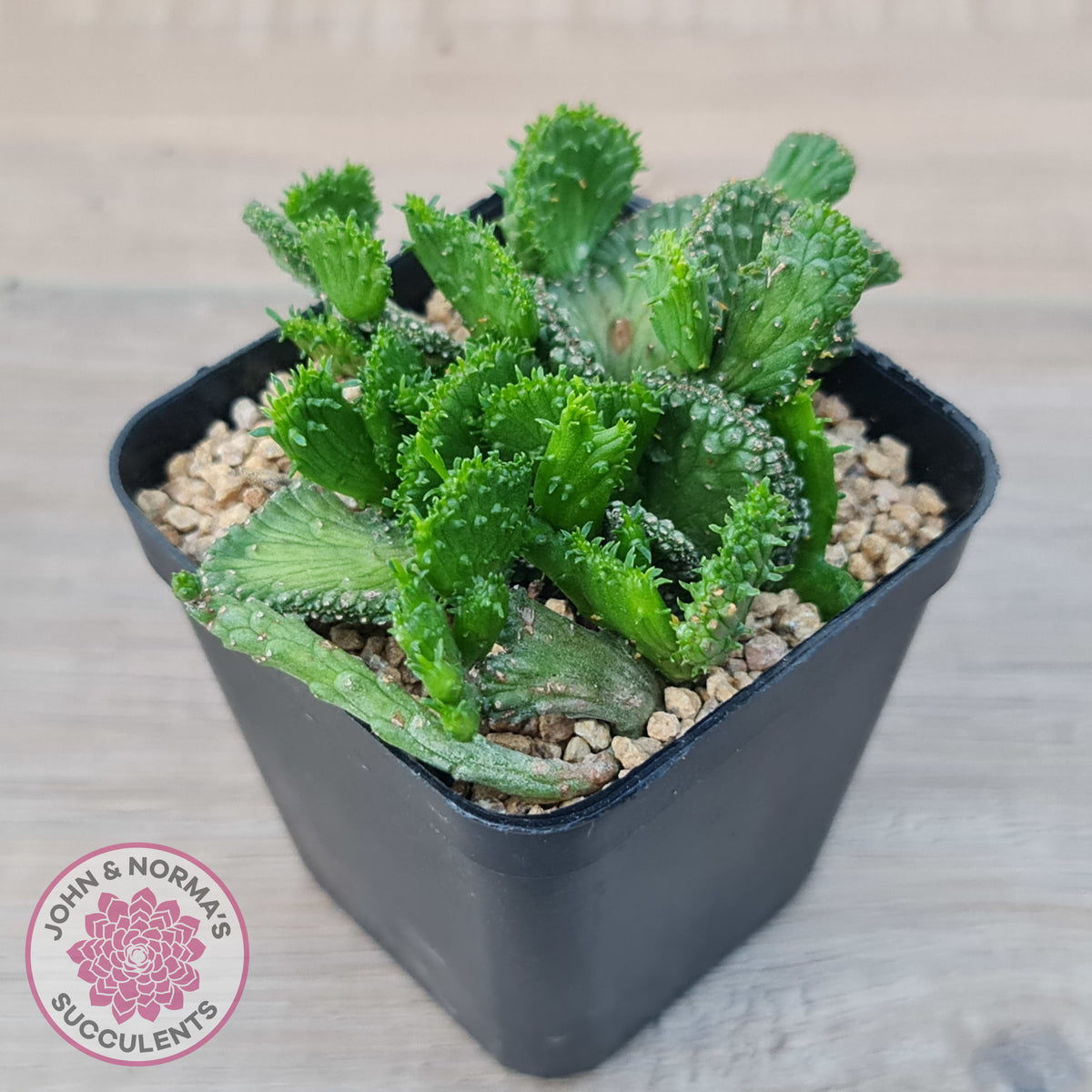 Euphorbia Flanaganii Crest