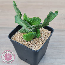 Load image into Gallery viewer, Euphorbia Flanaganii Crest