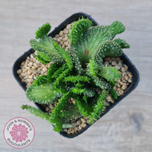 Load image into Gallery viewer, Euphorbia Flanaganii Crest