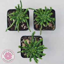 Load image into Gallery viewer, Euphorbia flanaganii - Medusa's Head - John & Norma's Succulents Australia