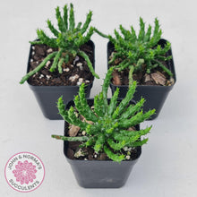 Load image into Gallery viewer, Euphorbia flanaganii - Medusa's Head - John & Norma's Succulents Australia