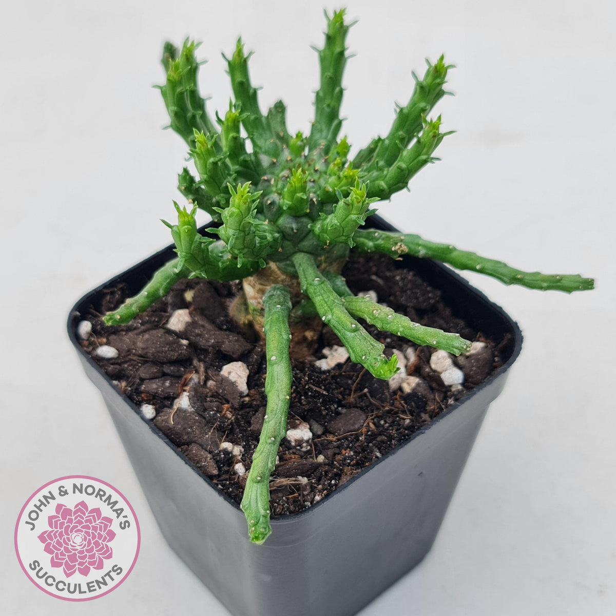 Euphorbia flanaganii - Medusa's Head