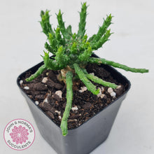 Load image into Gallery viewer, Euphorbia flanaganii - Medusa's Head - John & Norma's Succulents Australia