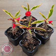 Load image into Gallery viewer, Euphorbia 'Milli' Variegated