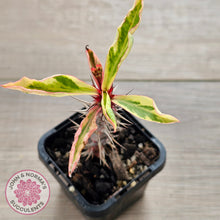 Load image into Gallery viewer, Euphorbia 'Milli' Variegated