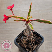 Load image into Gallery viewer, Euphorbia 'Milli' Variegated