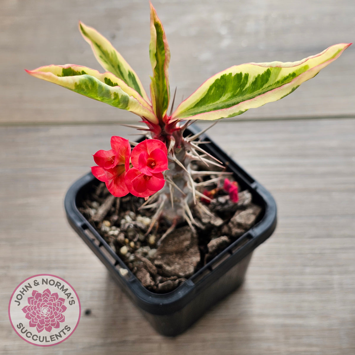 Euphorbia 'Milli' Variegated