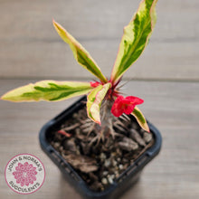 Load image into Gallery viewer, Euphorbia 'Milli' Variegated