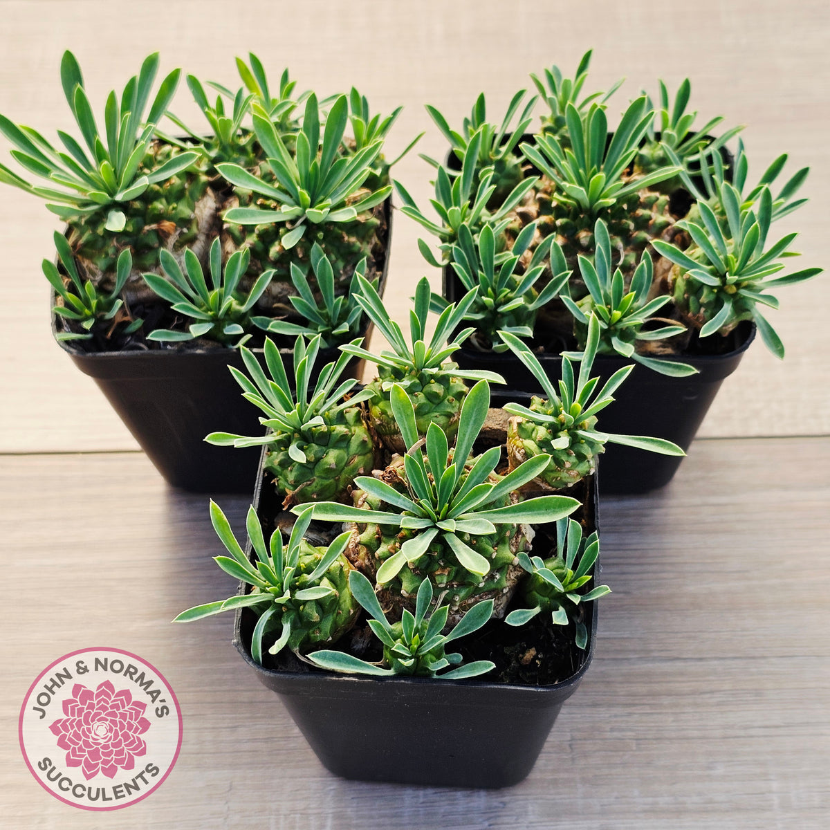 is a pineapple a succulent plant Buy Euphorbia 'Pineapple Head' Australia