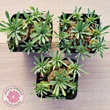Load image into Gallery viewer, Euphorbia 'Pineapple Head'