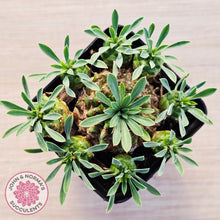 Load image into Gallery viewer, Euphorbia 'Pineapple Head'