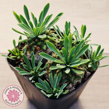 Load image into Gallery viewer, Euphorbia 'Pineapple Head'