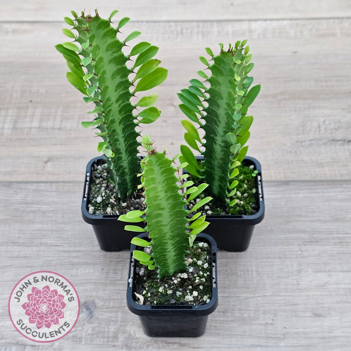 Euphorbia Trigona 'Green'
