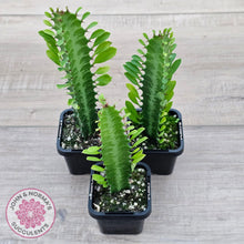 Load image into Gallery viewer, Euphorbia Trigona 'Green' - John & Norma's Succulents Australia