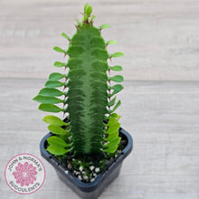 Load image into Gallery viewer, Euphorbia Trigona 'Green' - John & Norma's Succulents Australia