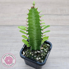 Load image into Gallery viewer, Euphorbia Trigona 'Green' - John & Norma's Succulents Australia