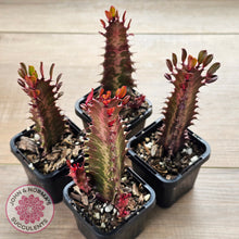 Load image into Gallery viewer, Euphorbia Trigona 'Red'